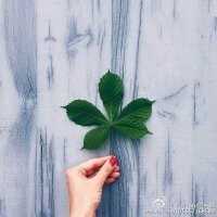 白茶清欢无别事，我在等风也等你​​​