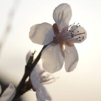 来自东瀛的大师级音乐【日本一】