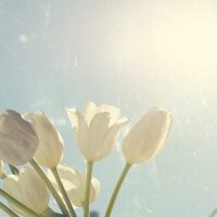 心灵秘境唯美纯音
