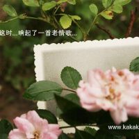 老歌悠扬I