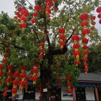 至情臻爱