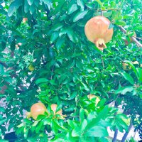 小时候的流行歌曲