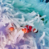 法国经典动物与自然纪录片电影原声精选集------