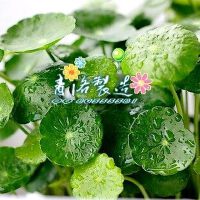 班得瑞集(纯乐)精选50首