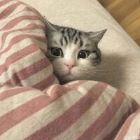 我想要两颗西柚