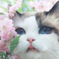 辟啪呼哈