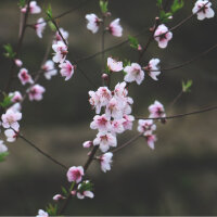 总有一首曲子能抚平你的心事