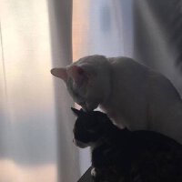 愛給你，晚安給你