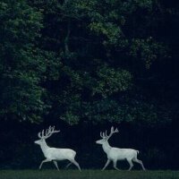 适合看书时候静心听的曲子。