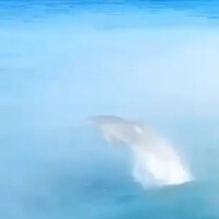 Dolphin