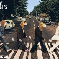 The Beagles图集