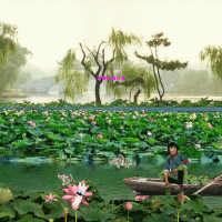 洪湖水图集