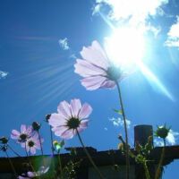 花开の耀眼图集
