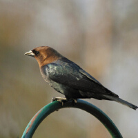 Cowbird图集