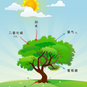 光合作用写真图片