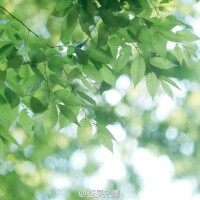 初夏图集