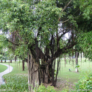 菩提树写真图片
