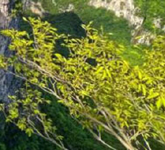 天门山被围殴游客不满处理结果