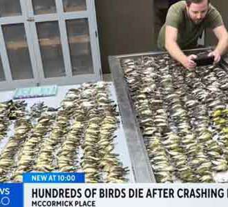 近千只鸟集体撞向一栋大楼死亡